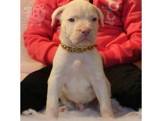 κουτάβια Pitbull