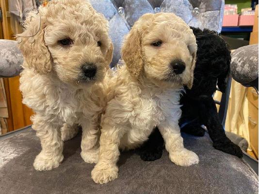 Πωλείται κουτάβι Golden Retriever