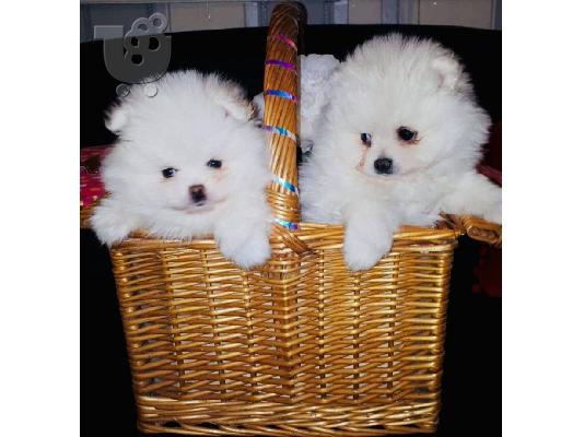 Πώληση Pomeranian σκύλοι και κουτάβια