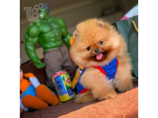 POMERANIAN