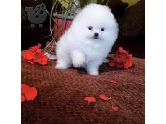Cute Pomeranian Puppies για υιοθεσία