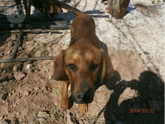 Νεαρο σκυλακι χαριζεται