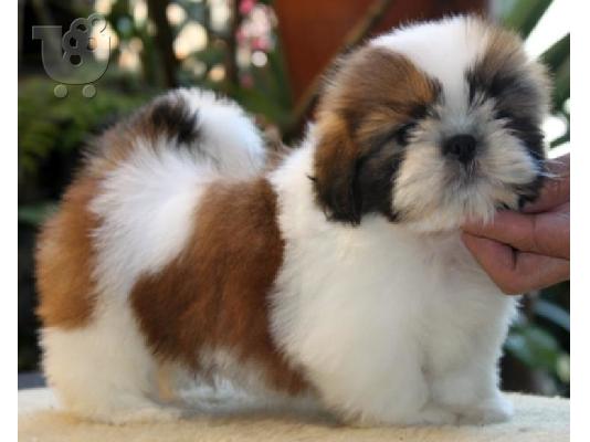 Shih Tzu
