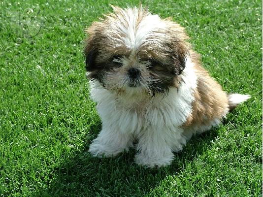 Shih Tzu Διαθέσιμα αρσενικά και θηλυκά.