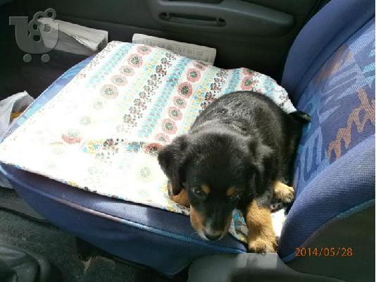 Κουταβακι χαριζεται