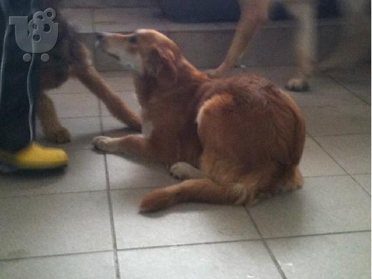 Σκυλιτσα συντροφιας χαριζεται