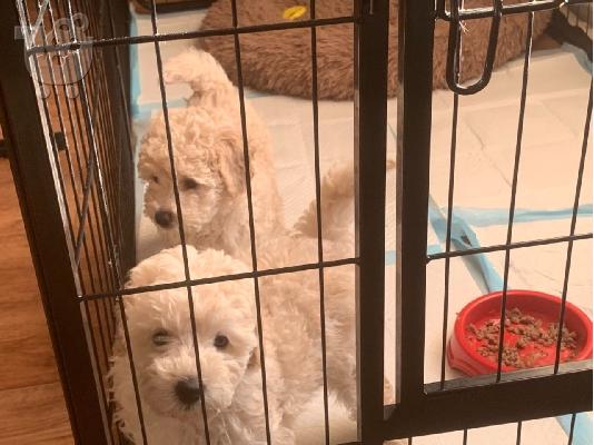 Λατρευτά κουτάβια poodle που αναζητούν για πάντα σπίτια...
