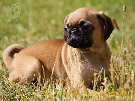 PoulaTo: Ειδικά μικρά Pug κουτάβια