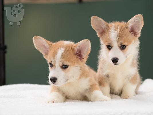 Κουτάβια Pembroke Ουαλίας Corgi
