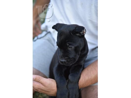 PoulaTo: Cane Corso κουτάβια