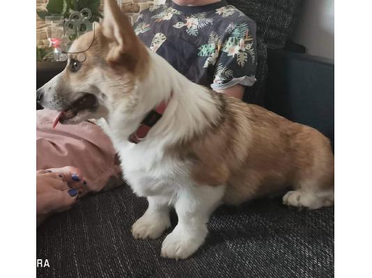 Pembroke Welsh Corgi κουτάβια