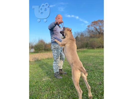 Cane Corso κουτάβια