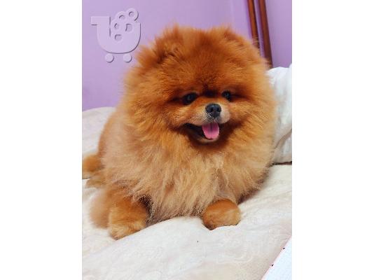 Pomeranian Spitz κουτάβι προς πώληση