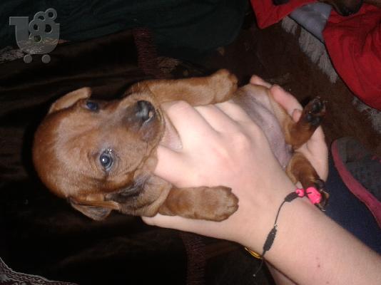 πωλουνται πινσερ 1 μηνος