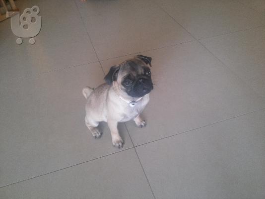 PoulaTo: πωλειται παγκ