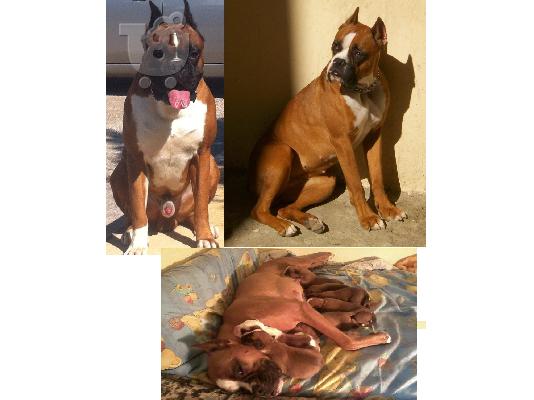 PoulaTo: καθαροαιμα μποξερ