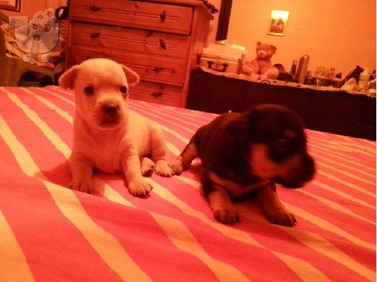 PoulaTo: Καθαροαιμα Πινσερακια