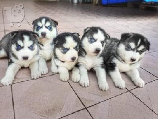 PoulaTo: Husky κουτάβια προς πώληση