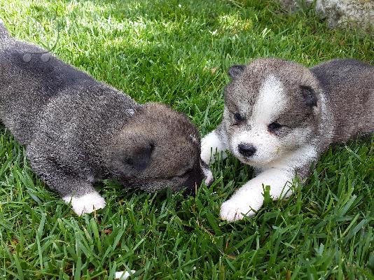 akita inu koutavia