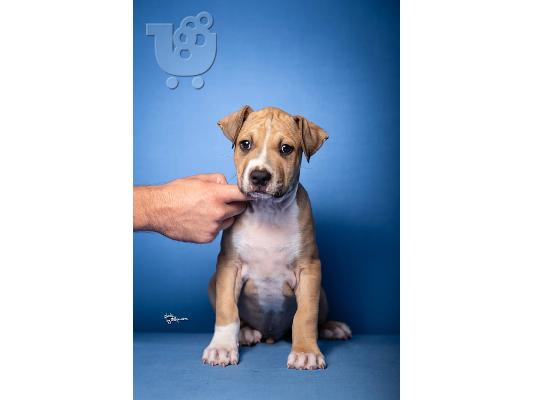 American Staffordshire Terrier κουτάβια