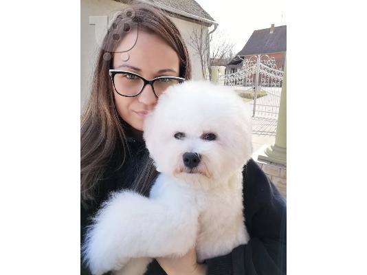 Bichon Frize κουτάβια