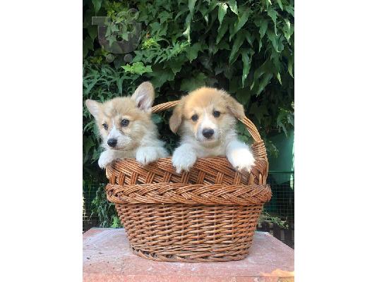 Ουαλικό Corgi Pembroke κουτάβια
