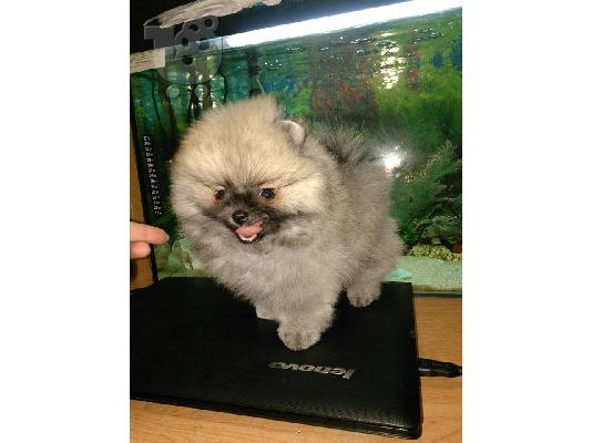 PoulaTo: ένα αρσενικό και ένα θηλυκό ροζ κουτάβια