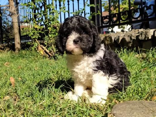 Τρίχρωμο κουτάβι CAVAPOO