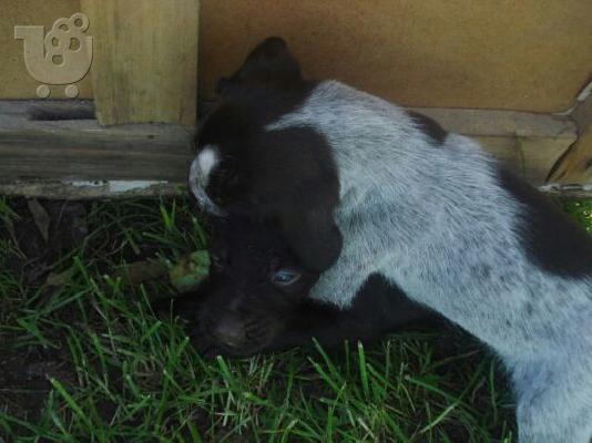 German wirehaired pointer drahthaar