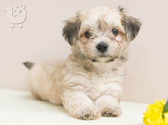 Κουτάβια Havanese bichon