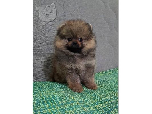Pomeranian Spitz κουτάβια
