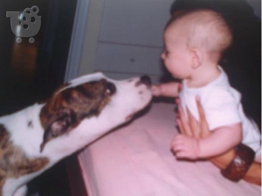 PIT-BULL Staffordshire