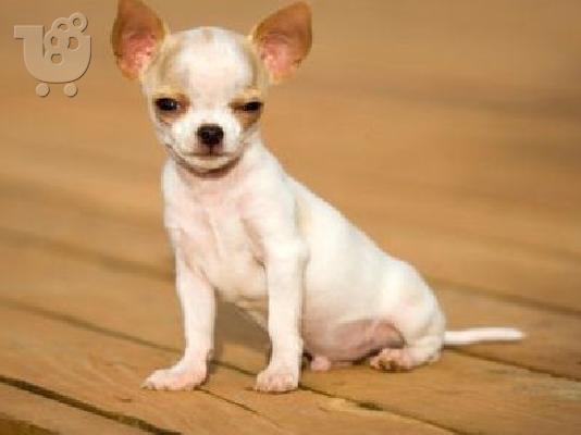 Eτοιμοπαράδοτα καθαρόαιμα Chihuahua