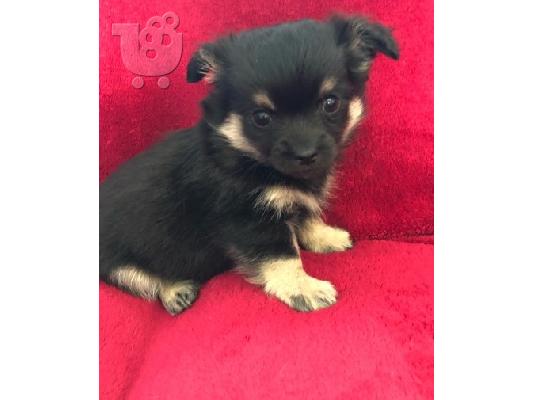 Kc chihuahua έτοιμη
