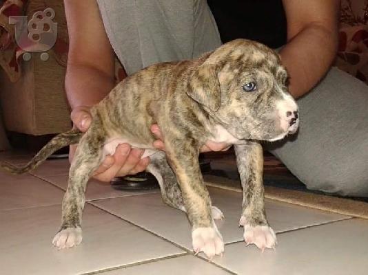 πωλουνται καθαροαιμα κουταβακια pitbull