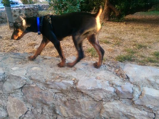 πωλειται κουταβι