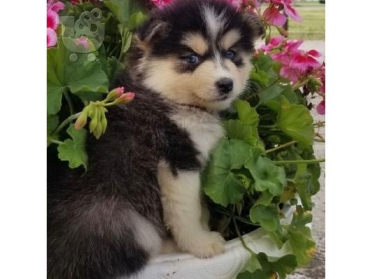 Preslatki psići Pomsky na prodaju.