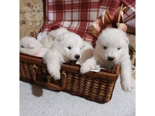 Samoyed κουτάβια προς πώληση