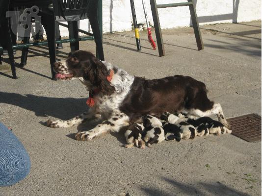 springer spaniel κουταβακια