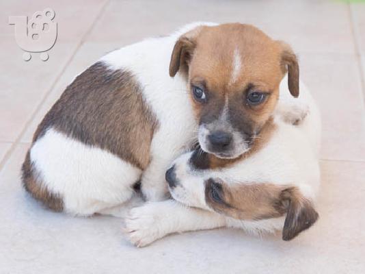 κουταβάκια Τζακ Ρασελ