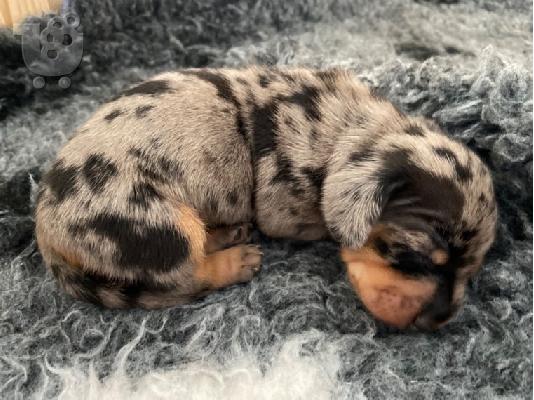 AKC Dachshunds