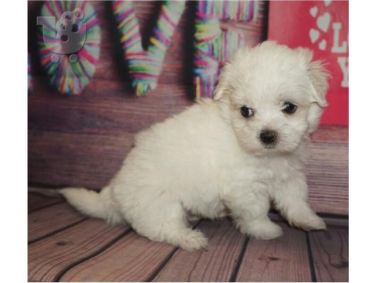 PoulaTo: Maltese puppies