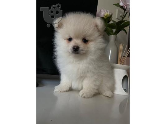 Pomeranian όλα kc reg.