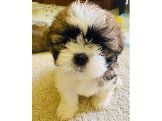 PoulaTo: Χαριτωμένα κουτάβια Shih Tzu προς πώληση