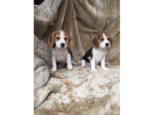 PoulaTo: Πανέμορφα κουτάβια Beagle.