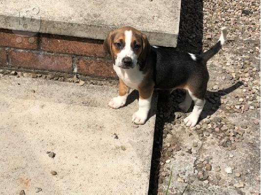 PoulaTo: Πανέμορφα κουτάβια Beagle.