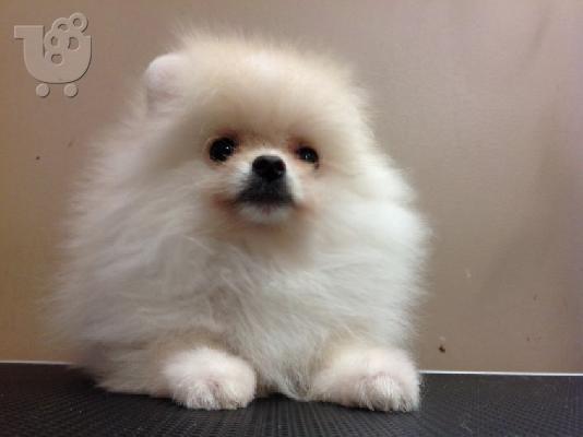Πώληση Pomeranian σκύλοι και κουτάβια