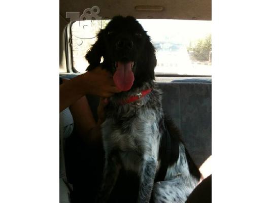 Σκυλακι ξανα χαριζεται