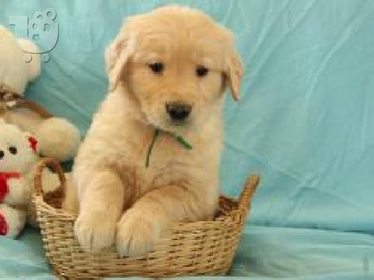 X μάζα τεριέ Golden Retriever