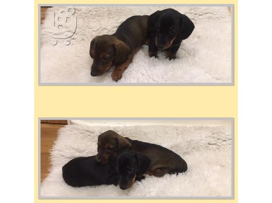 PoulaTo: Διαθέσιμα κουτάβια Dachshund